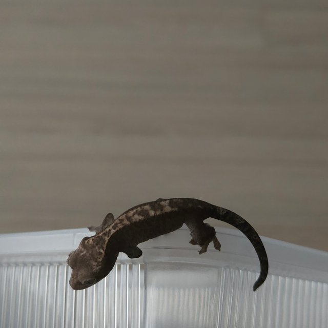 루왁 다크 블랙