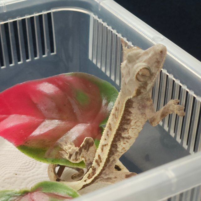 카푸치노 다크 화이트