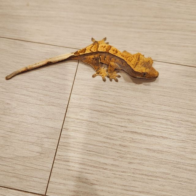 텐저린 익스트림할리퀸 화이트스팟
