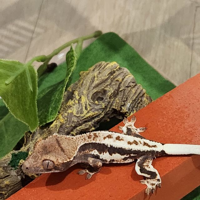 프라푸치노