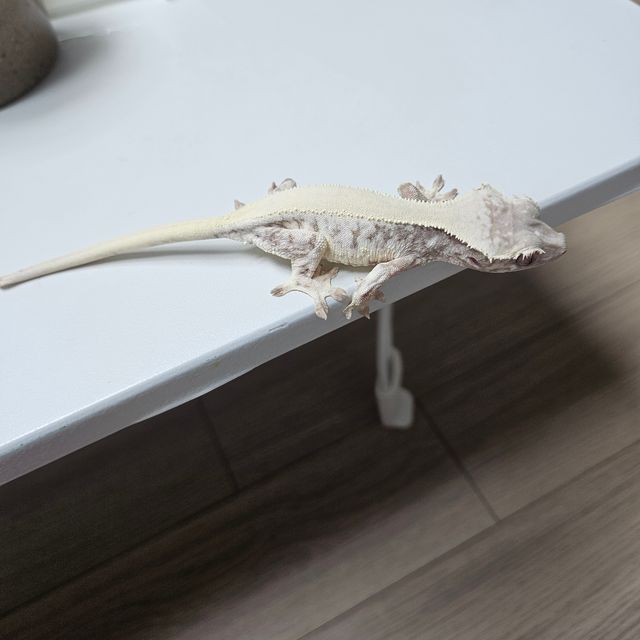 릴리 세이블 화이트