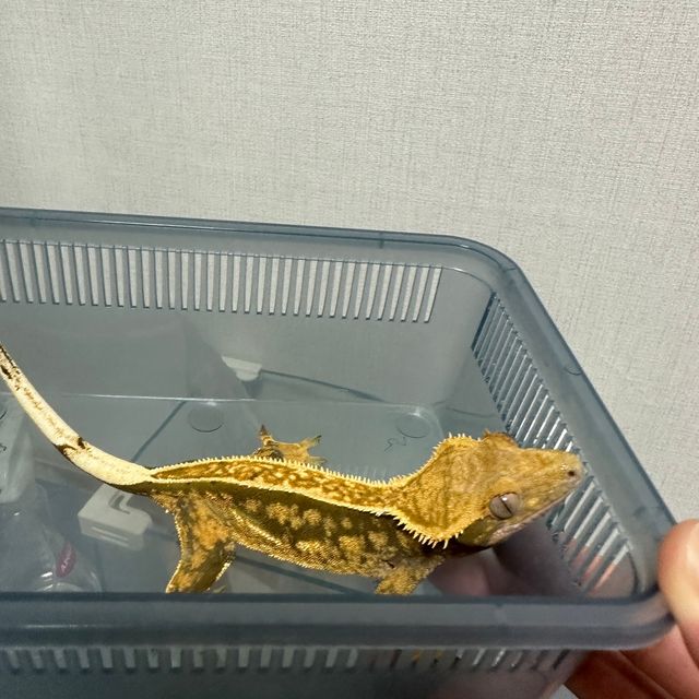 노멀 트라이 화이트핀
