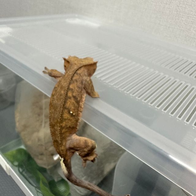카푸치노