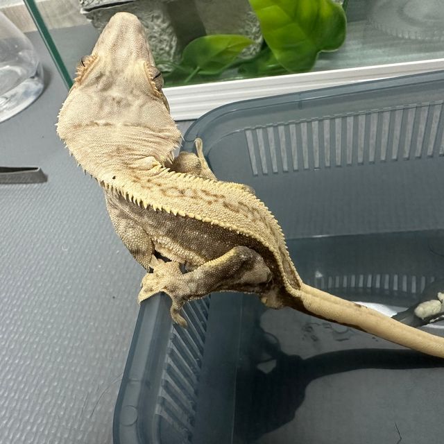 쿼드