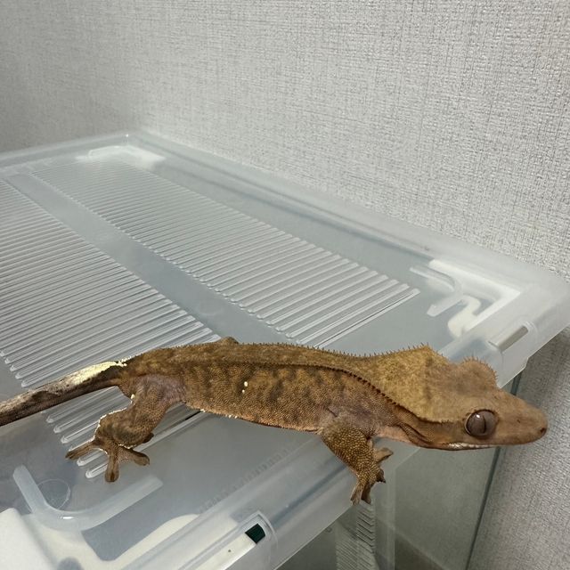 카푸치노