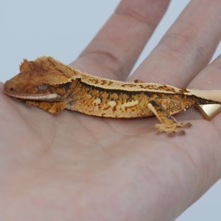 핀스트라이프 트라이 쿼드 텐저린