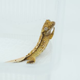 트라이 노멀 쿼드