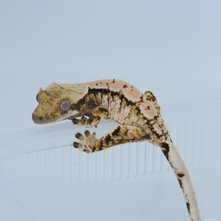 트라이 익스트림할리퀸 화이트스팟 화이트크라운