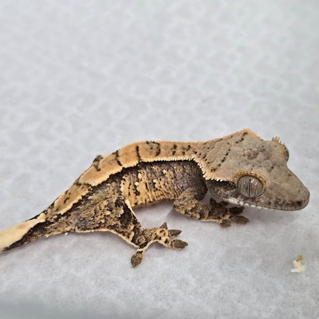 노멀 화이트스팟 트라이