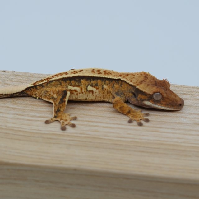 핀스트라이프 트라이 쿼드 텐저린