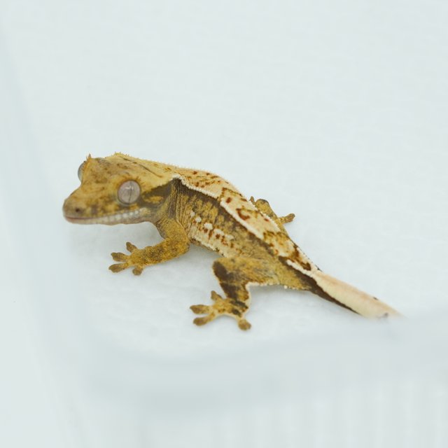 트라이 노멀 쿼드