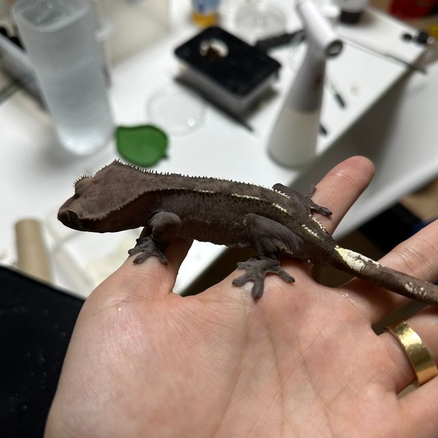 아잔틱