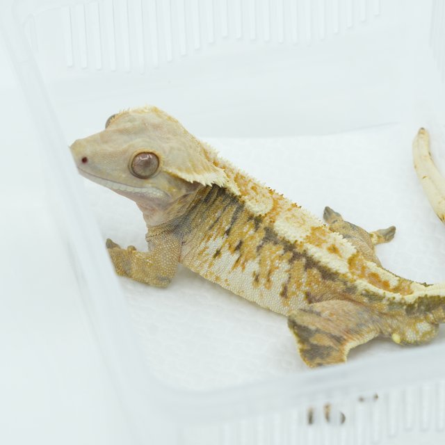 노멀 트라이 익스트림할리퀸