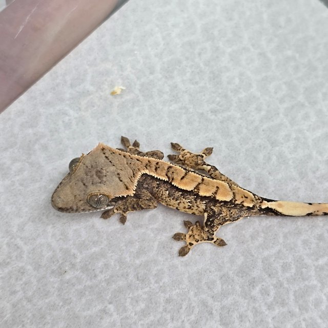 노멀 화이트스팟 트라이