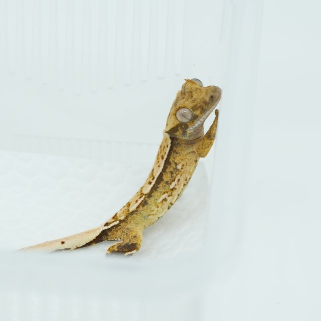 트라이 노멀 쿼드