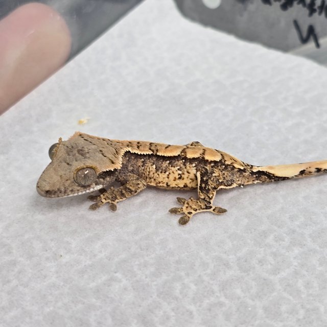 노멀 화이트스팟 트라이