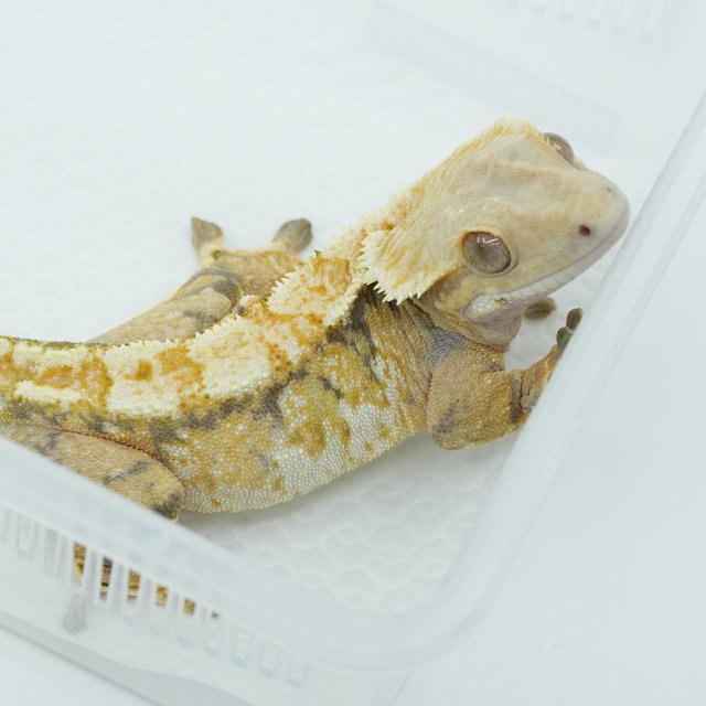 노멀 트라이 익스트림할리퀸