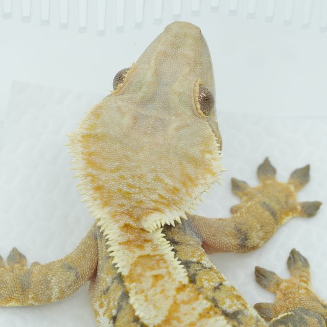 노멀 트라이 익스트림할리퀸