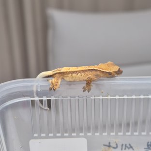 세이블