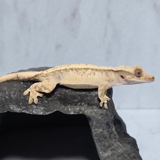 노멀 트라이 익스트림할리퀸 드리피