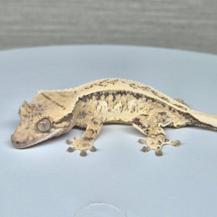 노멀 트라이 쿼드 핀스트라이프 드리피