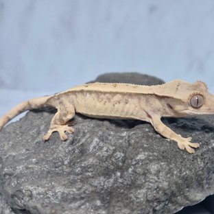 노멀 트라이 드리피 화이트스팟