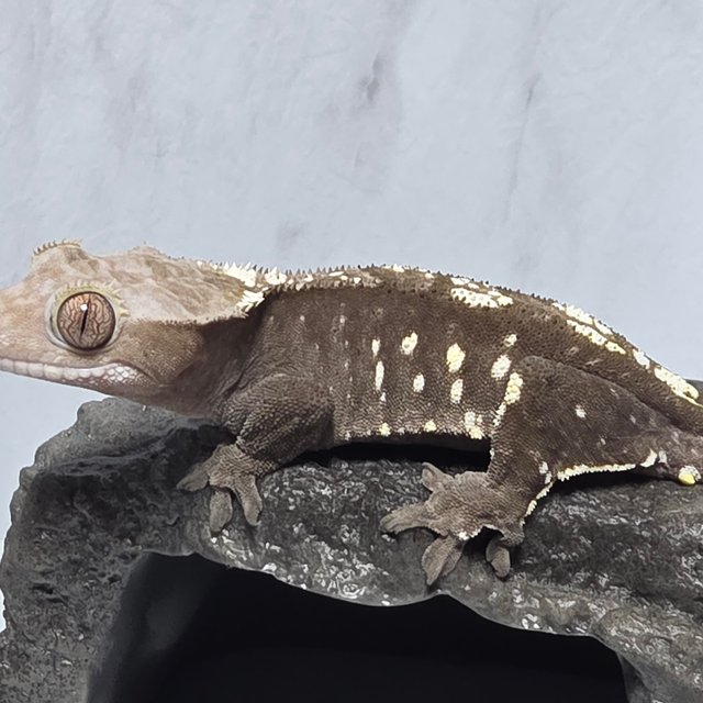 아잔틱 화이트포트홀