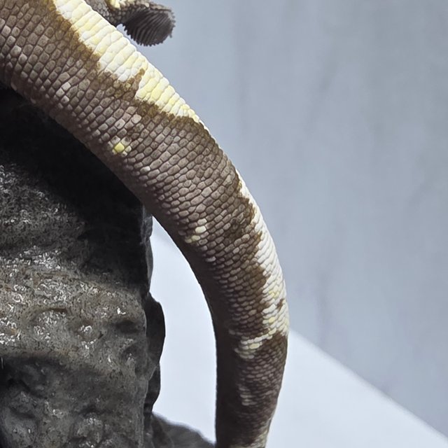 아잔틱 화이트포트홀