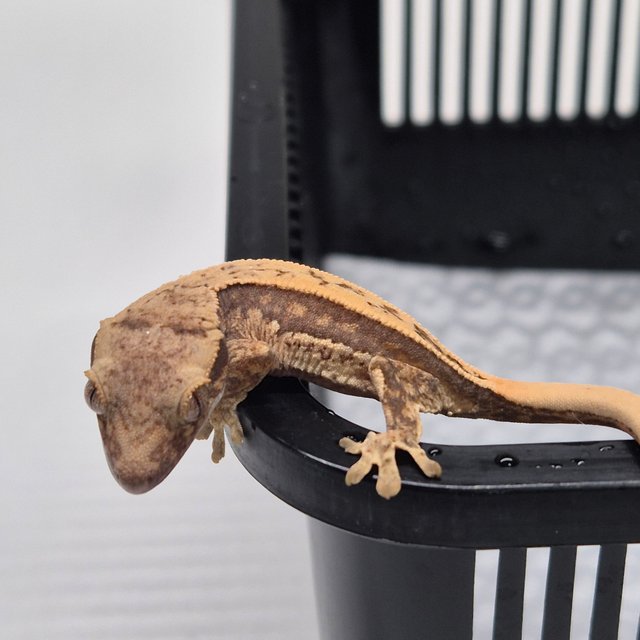 노멀 핀스트라이프 텐저린