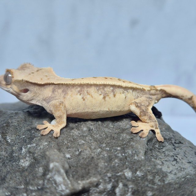 노멀 트라이 드리피 화이트스팟