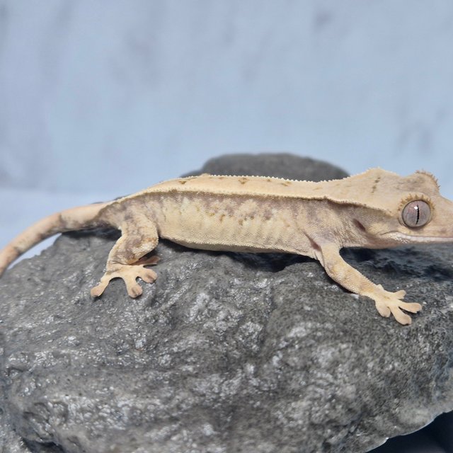 노멀 트라이 드리피 화이트스팟