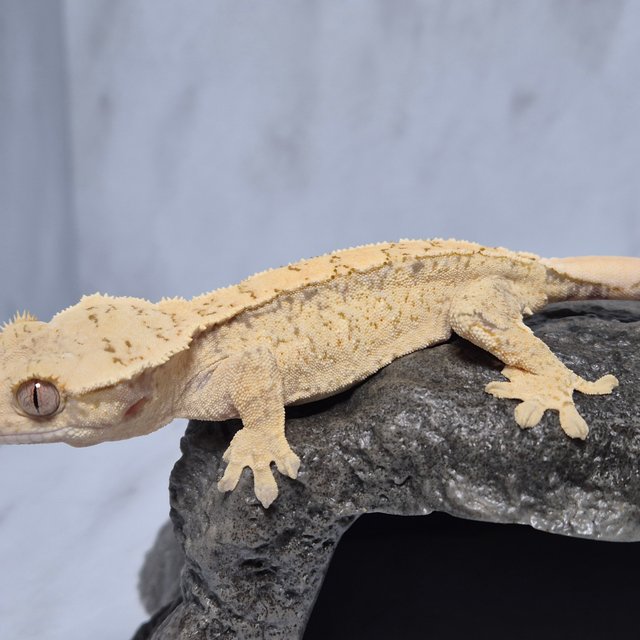 노멀 드리피 화이트스팟