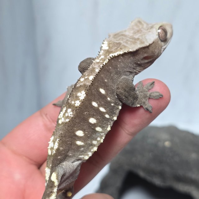 아잔틱 화이트포트홀