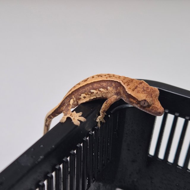 노멀 텐저린 핀스트라이프