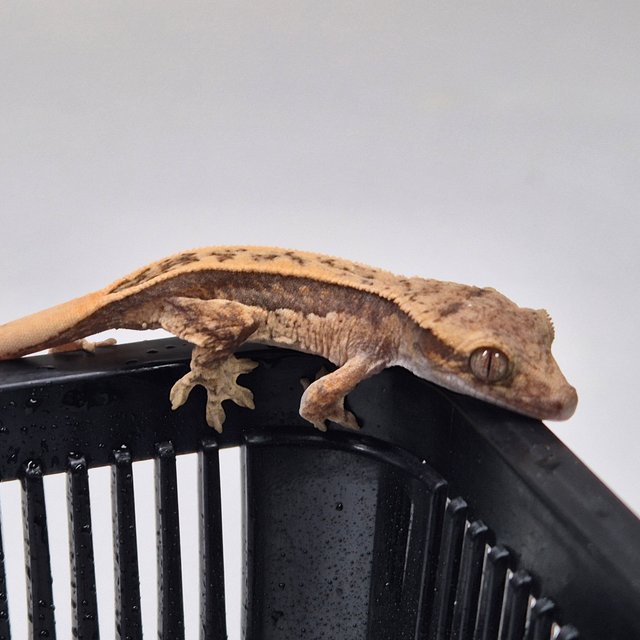 노멀 핀스트라이프 텐저린