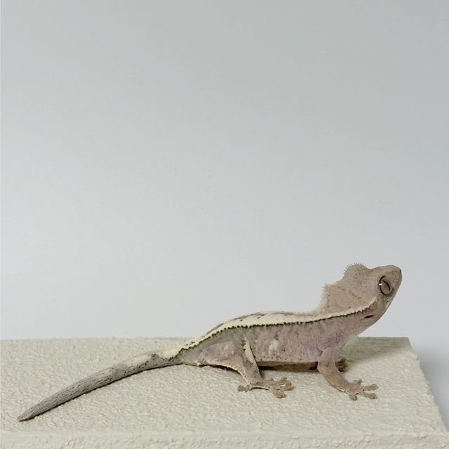 세이블