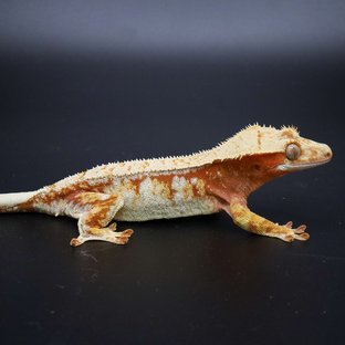 레드 화이트 트라이