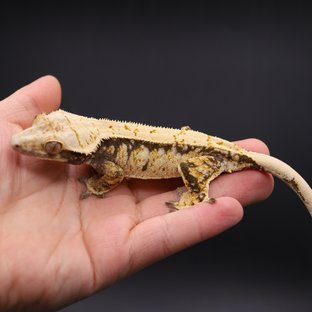 트라이 화이트스팟