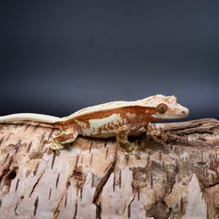 레드 쿼드 풀핀