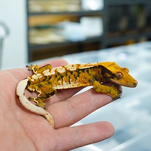 텐저린 트라이