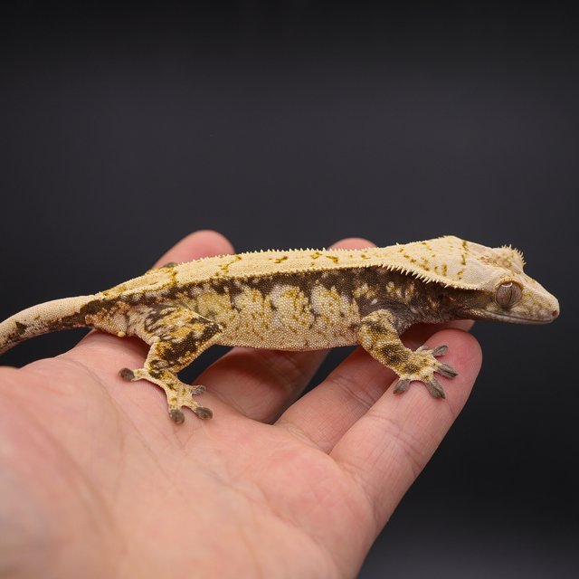 트라이 화이트스팟