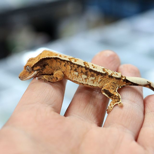 트라이