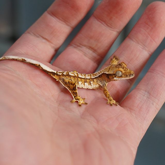 트라이