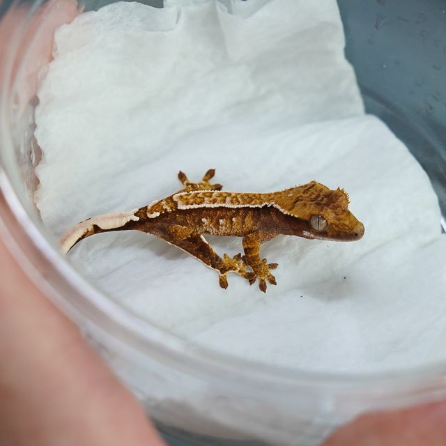 트라이