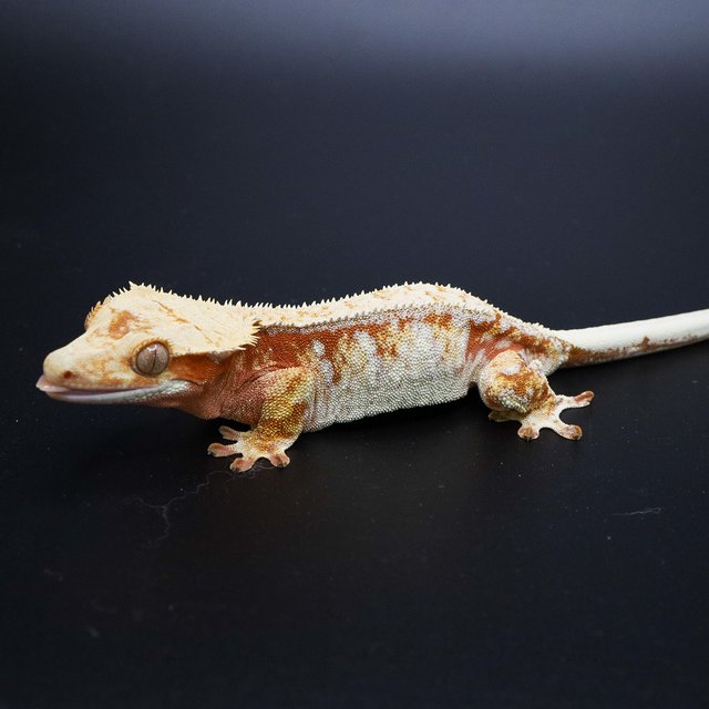 레드 화이트 트라이