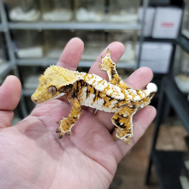 트라이
