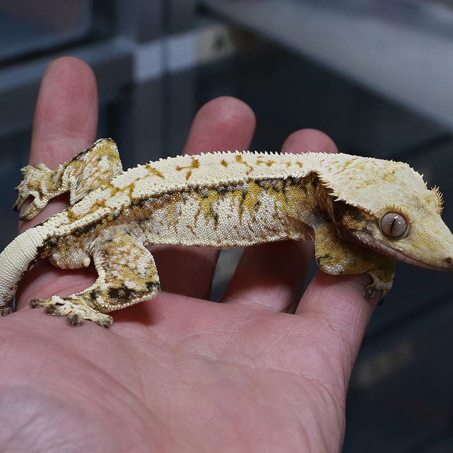 트라이