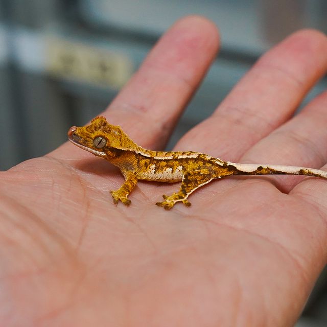 트라이