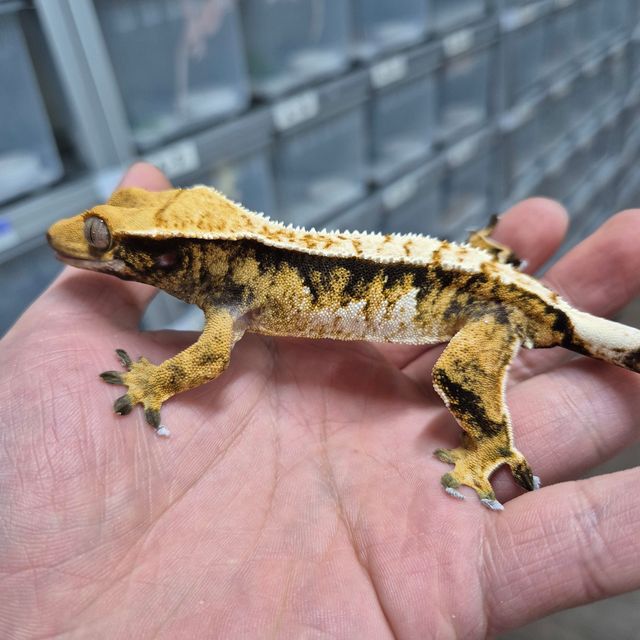 트라이