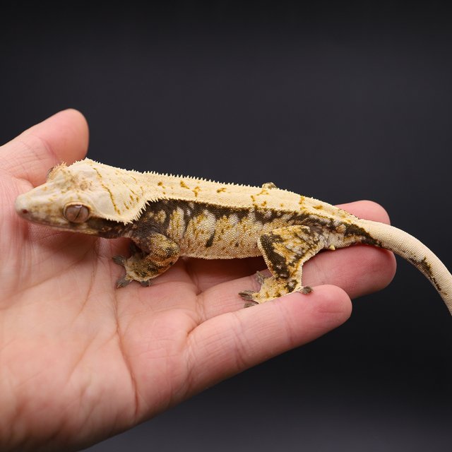 트라이 화이트스팟